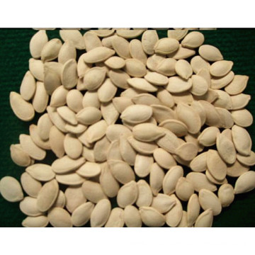 High Quality Pumpkin Seeds Grade 3